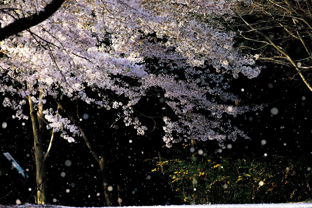 🌊 사쿠라 폭포(사쿠라노타키) 이미지 5